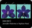 P. Jennifer Palermo x Yaphon Pool 3591